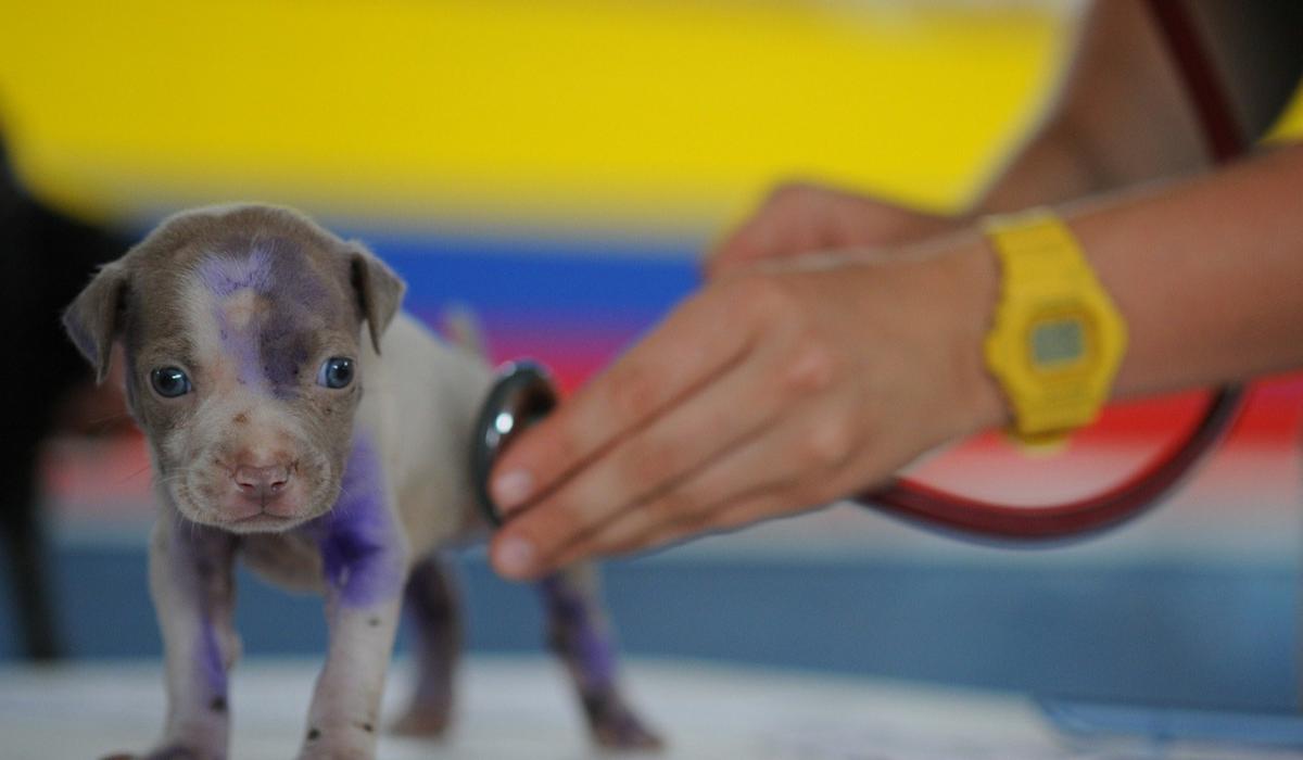 There were thirteen newly registered vets in Tipperary in 2022