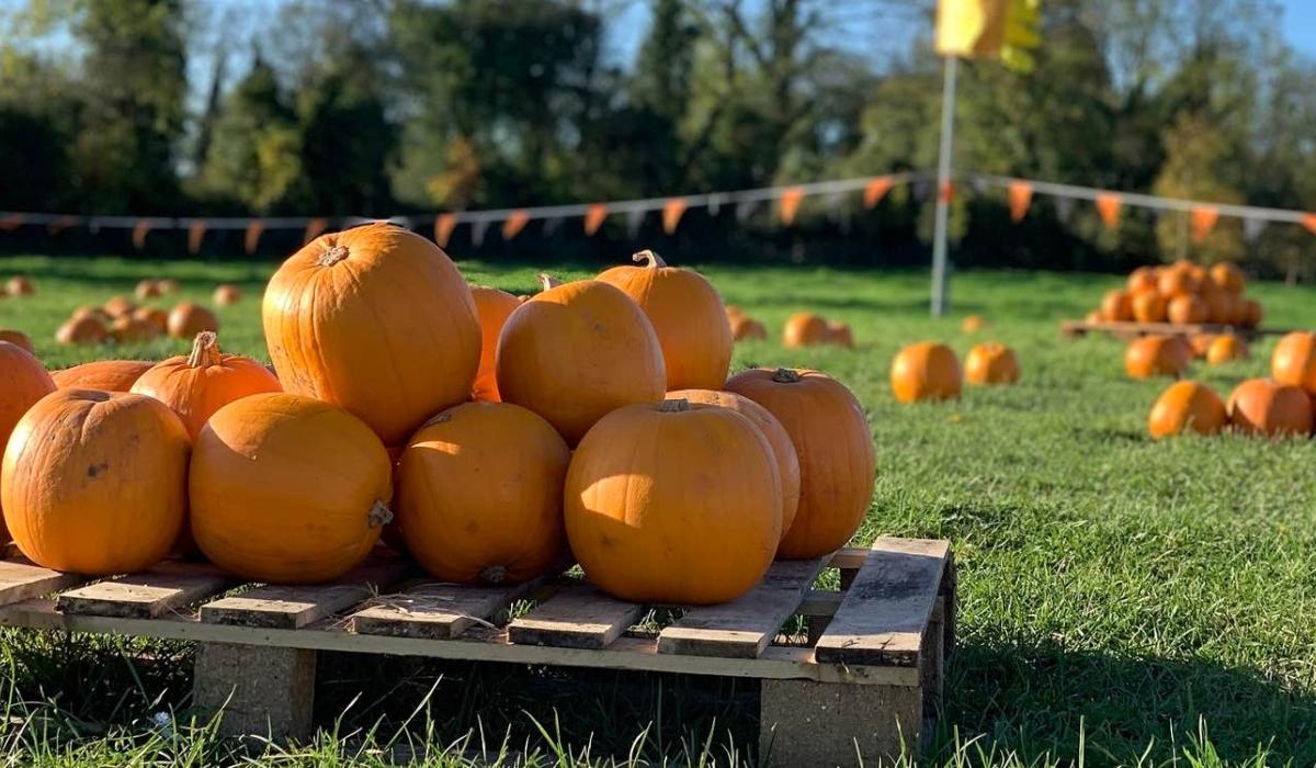 Kildare Pumpkin Patch named in Ireland’s top 10 ahead of spooky season
