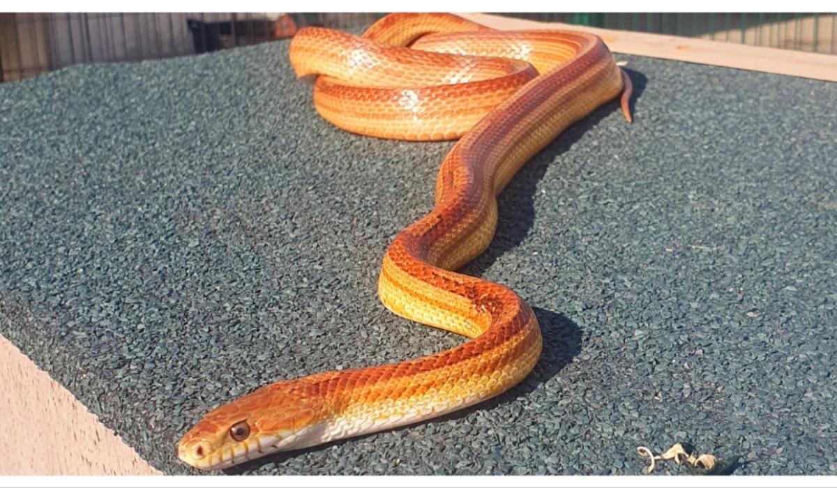 Snakes spotted in Ireland ahead of St. Patrick's Day!