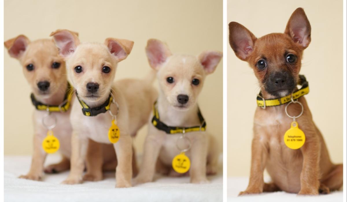 REVEALED: Ireland goes barking mad for its dogs as top names and breeds unveiled in census