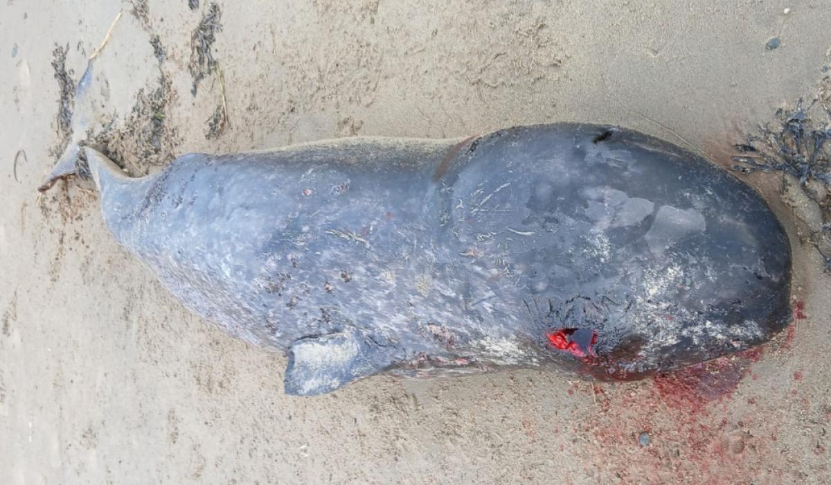 'Remarkable' that whale species never before seen in Ireland has washed up dead