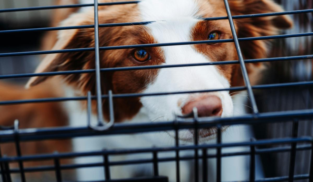 Regulation of puppy farms to be debated in Dáil as dogs kept in 'horrendous conditions'