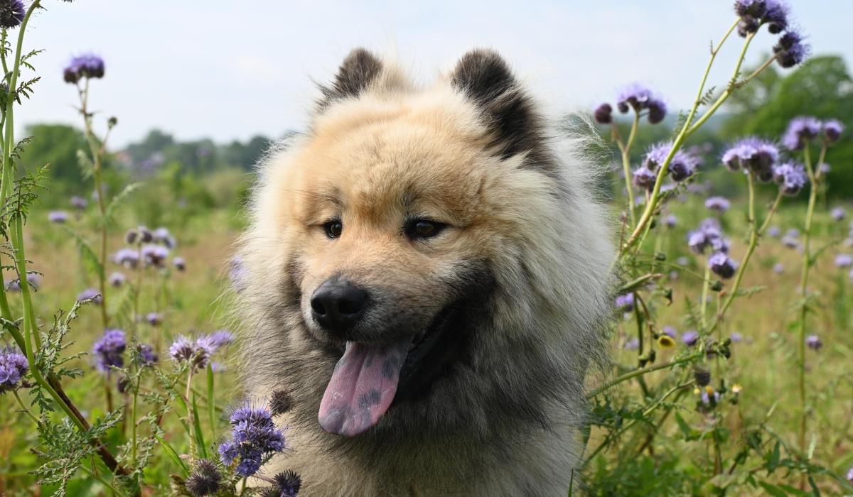 Study by Kildare university finds death of a pet can be as intense as loss of a person