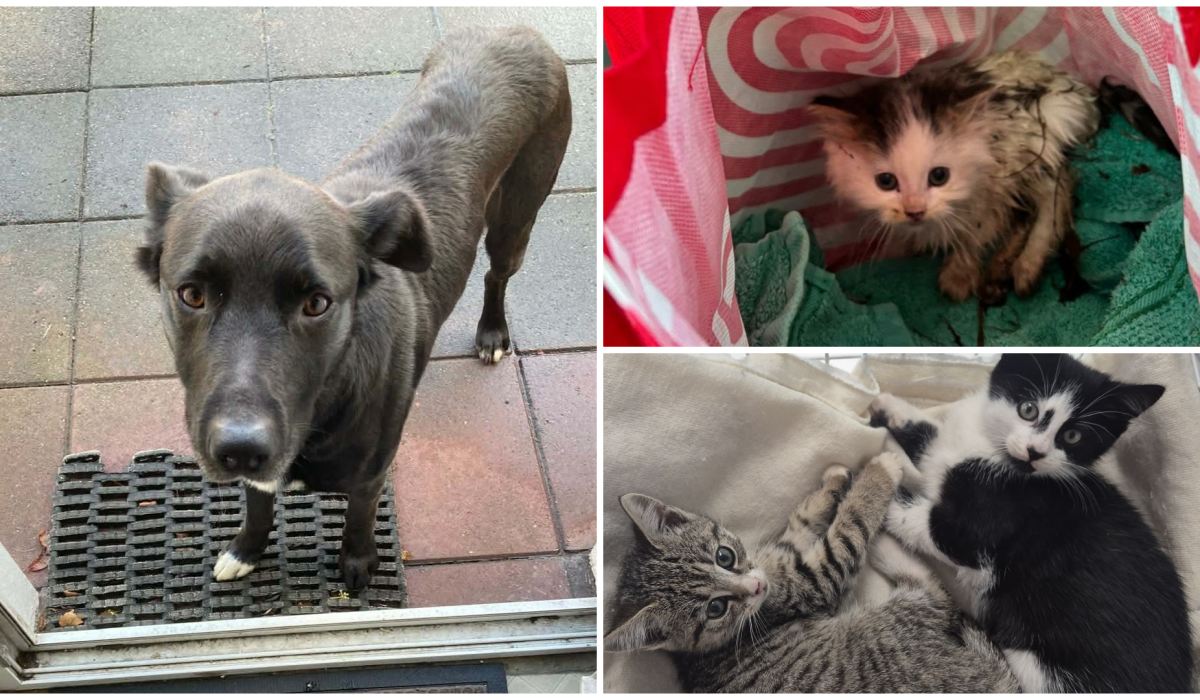 Dog rescued from Donegal wilderness after an eight-hour pursuit