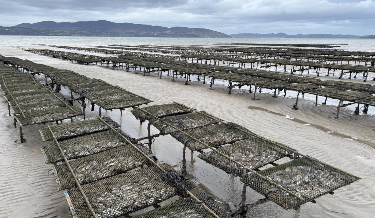 Plans lodged for significant expansion of oyster and mussel farming on Lough Swilly