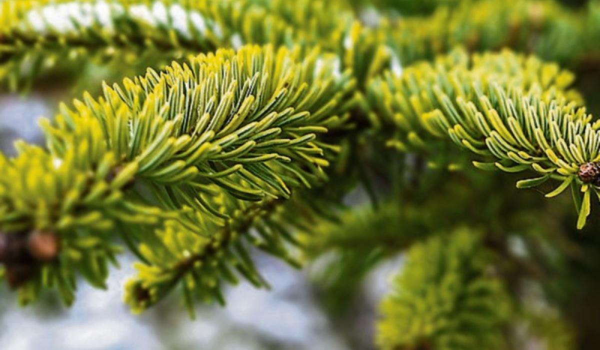 Here are the seven sites where you can recycle your Christmas tree in
