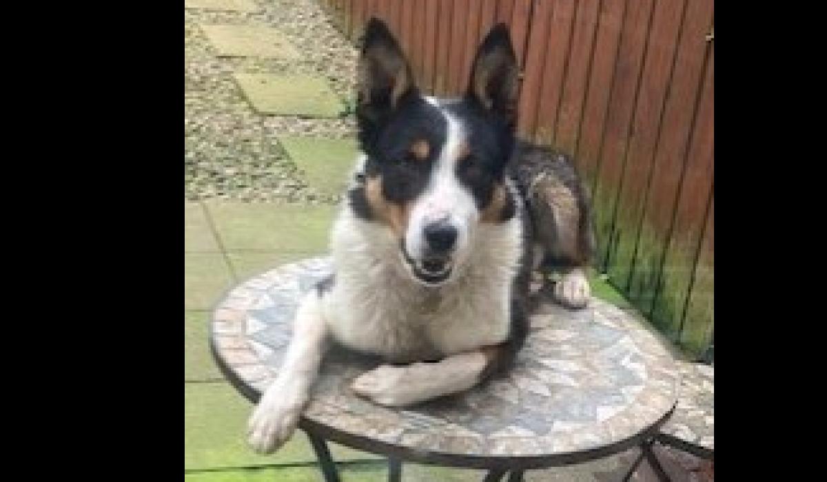 Stray Dogs and the law guidance from Donegal Animals in Need Ireland Live