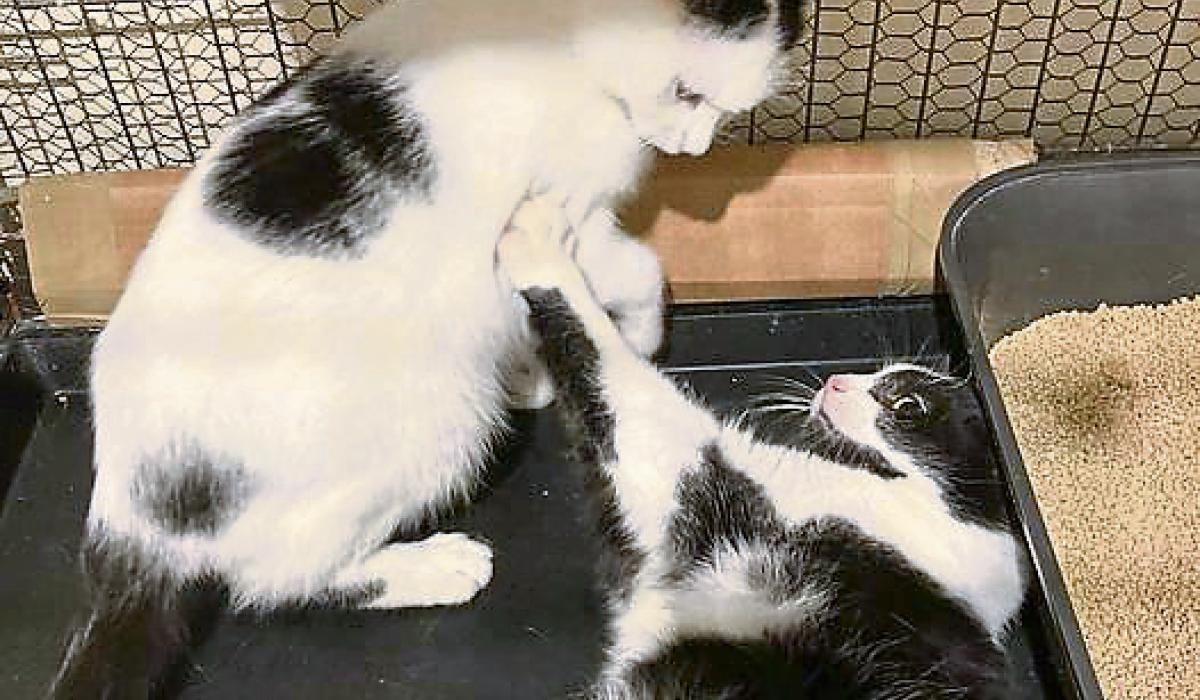 KILDARE ANIMALS IN NEED Help needed to deal with feral cats Ireland Live