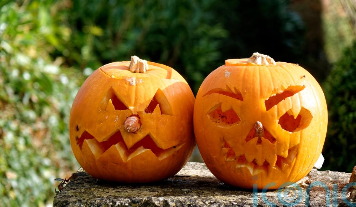 Halloween pumpkins how to grow your own Ireland Live