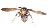 More invasive Asian Hornets and nests spotted in Ireland as public urged remain vigilant