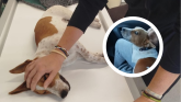 'His owner didn't care' - Anger as dog given away in pub dies after poisoning