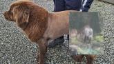 'Mystery solved' - Gardaí give update on reports of 'lion' spotted in Irish countryside