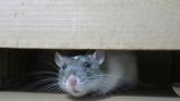 Irish households warned to 'stay alert' as rat infestations have increased significantly