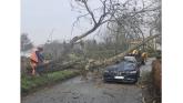 LIVE: driver has miraculous escape as tree falls on car during Storm Bram