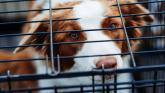 Regulation of puppy farms to debated in Dáil as dogs kept in 'horrendous conditions'