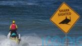 Beaches closed after shark kills man in his 50s near Sydney