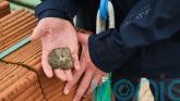 ‘Pioneering’ oyster reef project aims to boost biodiversity