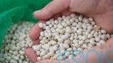 More beans and rearranged menus found to boost intake of greener lower-fat foods