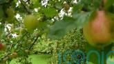Bumper crops of apples and pumpkins despite drought and record hot summer
