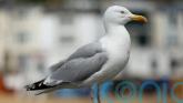 £100,000 to control seagulls ahead of summit