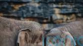 Vaccine breakthrough for virus that killed seven elephant calves at Chester Zoo