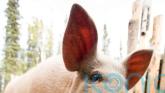 Pig’s liver transplanted to human in world first