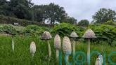 Garden experts embrace fungi as weather conditions encourage autumn bonanza