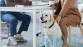 Vets should publish prices and cap prescription costs, watchdog says