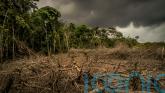 Supermarkets warned over animal feed products from deforested land