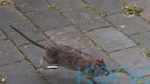 Rat-astrophe: Claims for rodent-related vehicle damage on the rise, says insurer