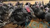 Bird flu outbreak confirmed in turkey flock in Carlow