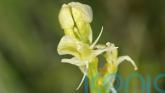 ‘Beautiful yet mercurial’ fen orchid brought back from brink of extinction