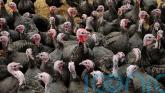 Bird flu outbreaks prompt housing orders for flocks in Ireland
