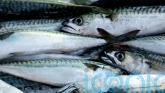 UK’s failure to back sustainable mackerel fishing condemned as ‘pitiful’
