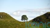 First ‘hopeful’ saplings from felled Sycamore Gap tree set to be planted