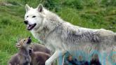 Young ‘cautious’ over potential reintroduction of wolves and lynx in the wild