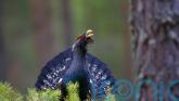 Nature reserve announces expansion which could help capercaillie