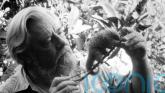 Rare specimens collected by naturalist Gerald Durrell donated to museum