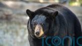 Unwelcome guest finally evicted as huge black bear living under home is moved on