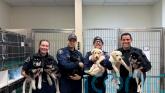 Six puppies up for adoption after surviving suspected drug overdose in US
