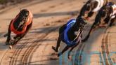 Committee backs greyhound racing ban as members dissent