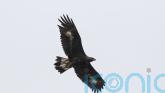 Golden eagles face &lsquo;unacceptable risk&rsquo; from wind turbine plans, charity says
