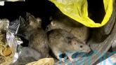 Rat activity shows significant increase after hot summer and recent rain