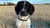 Police appeal to public for help in finding missing police dog