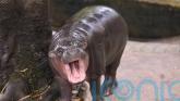 Man arrested after climbing into pygmy hippo Moo Deng&rsquo;s enclosure at Thai zoo