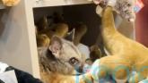 Hello possum! Creature appears among cuddly toys in Australian airport gift shop