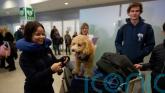 Greece launches animal airlift to evacuate pets and owners from Middle East