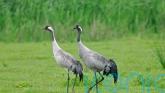 Record number of cranes bred in 2025 as UK&rsquo;s tallest bird continues comeback