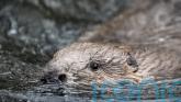 Birds, beavers and beetles among threatened species to benefit from &pound;90m