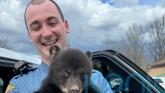 New Jersey state troopers rescue bear cub from roadside ditch